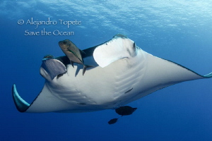 Giant Mantaray with black jacks,Isla Socorro Mexico by Alejandro Topete 